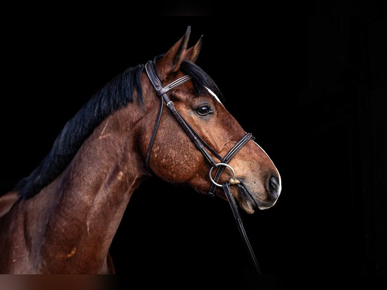 Hanoverian Gelding 8 years 16,1 hh Brown in Glandorf