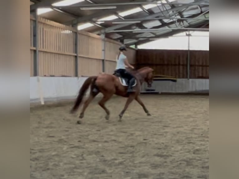 Hanoverian Gelding 8 years 16,1 hh Chestnut-Red in Plaschischen