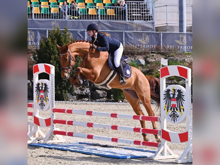 Hanoverian Gelding 8 years 16,1 hh Chestnut-Red in Plaschischen