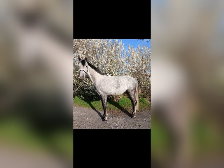 Hanoverian Gelding 8 years 16,1 hh Grey in Biterfeld-Wolfen OT Rödgen