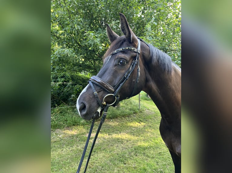 Hanoverian Gelding 8 years 16,2 hh Bay-Dark in Wacken
