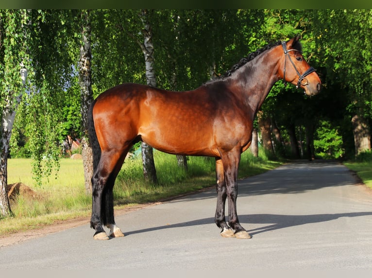 Hanoverian Gelding 8 years 16,2 hh Bay-Dark in Warnow
