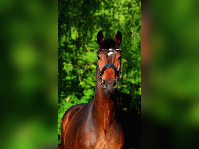 Hanoverian Gelding 8 years 16,2 hh Bay-Dark in Warnow