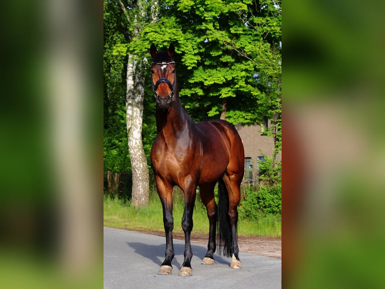 Hanoverian Gelding 8 years 16,2 hh Bay-Dark in Warnow
