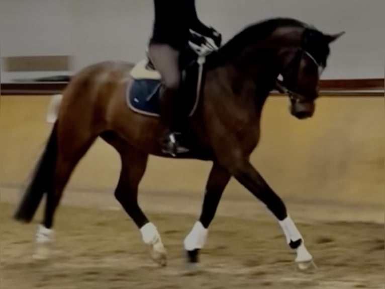 Hanoverian Gelding 8 years 16,2 hh Brown in Hildesheim