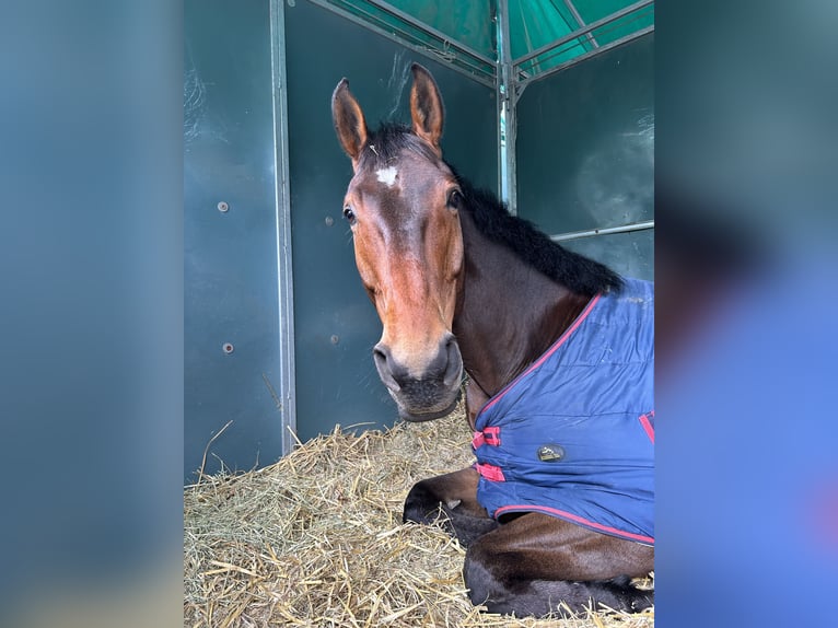 Hanoverian Gelding 8 years 16,2 hh Brown in Warendorf