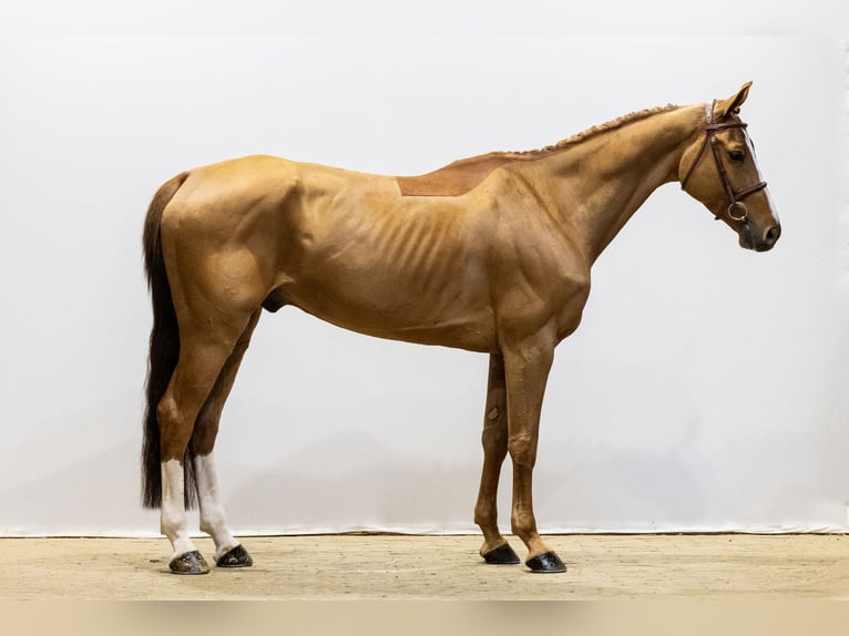 Hanoverian Gelding 8 years 16,2 hh Champagne in Waddinxveen