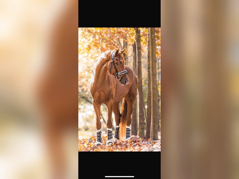 Hanoverian Gelding 8 years 16,2 hh Chestnut in Barntrup