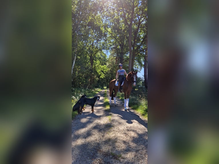 Hanoverian Gelding 8 years 16,2 hh Chestnut-Red in Walsrode