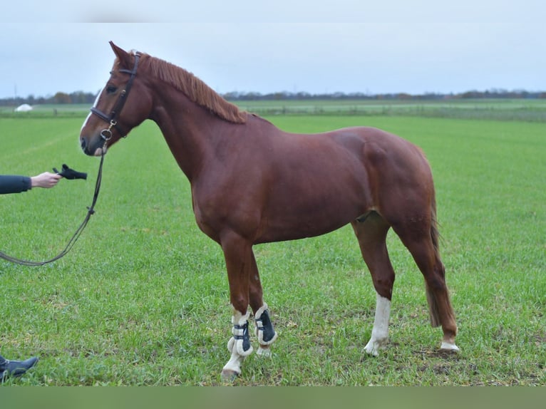 Hanoverian Gelding 8 years 16,2 hh Chestnut-Red in Geilenkirchen