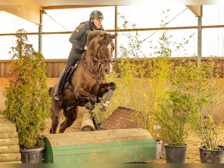 Hanoverian Gelding 8 years 16,2 hh Chestnut in Langenfeld