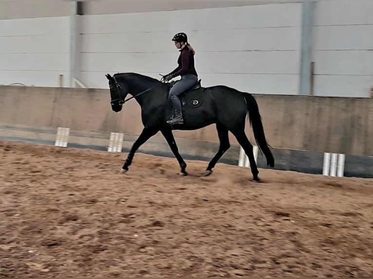 Hanoverian Gelding 8 years 16,3 hh Black in Gro&#xDF;-Umstadt