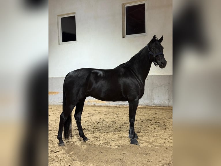 Hanoverian Gelding 8 years 16,3 hh Black in Utting am Ammersee Hanoverian Gelding 8 years 16,3 hh Black in Utting am Ammersee