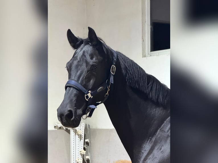 Hanoverian Gelding 8 years 16,3 hh Black in Utting am Ammersee Hanoverian Gelding 8 years 16,3 hh Black in Utting am Ammersee