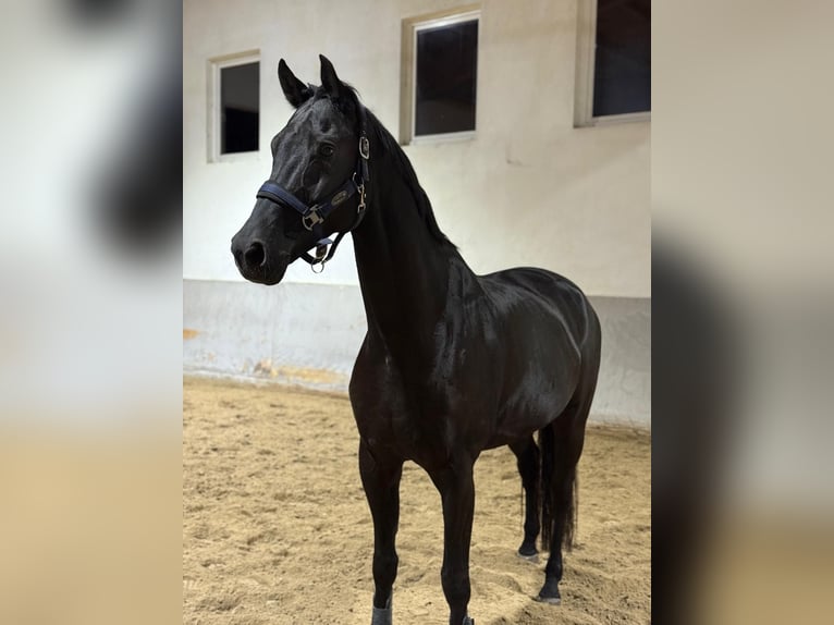 Hanoverian Gelding 8 years 16,3 hh Black in Utting am Ammersee Hanoverian Gelding 8 years 16,3 hh Black in Utting am Ammersee