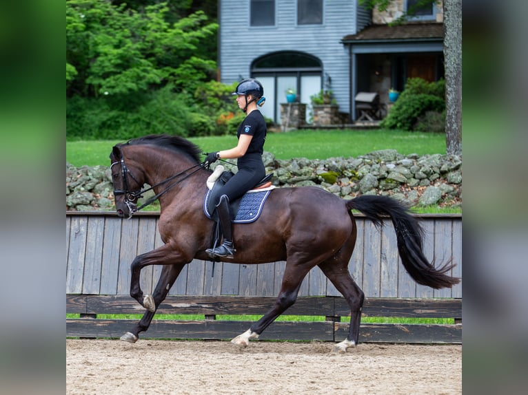 Hanoverian Gelding 8 years 16,3 hh Brown in Califon New Jersey