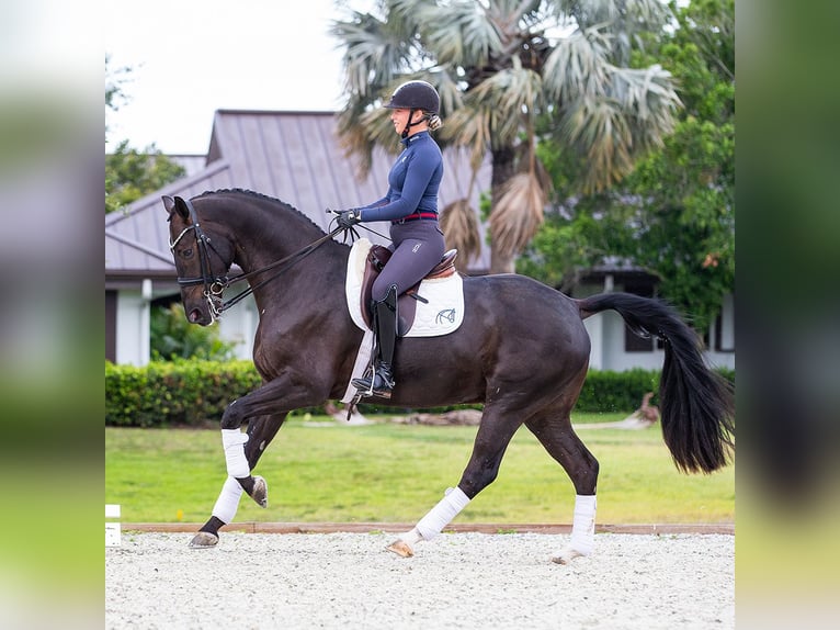 Hanoverian Gelding 8 years 16,3 hh Brown in Califon New Jersey