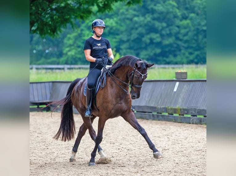Hanoverian Gelding 8 years 16,3 hh Brown in Califon New Jersey