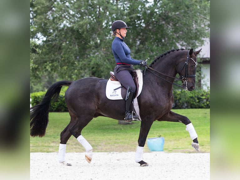 Hanoverian Gelding 8 years 16,3 hh Brown in Califon New Jersey