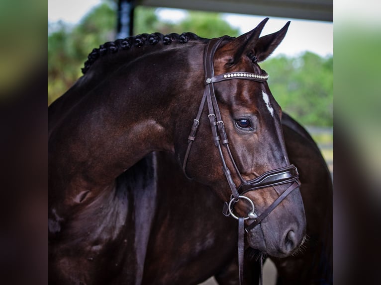 Hanoverian Gelding 8 years 16,3 hh Brown in Califon New Jersey