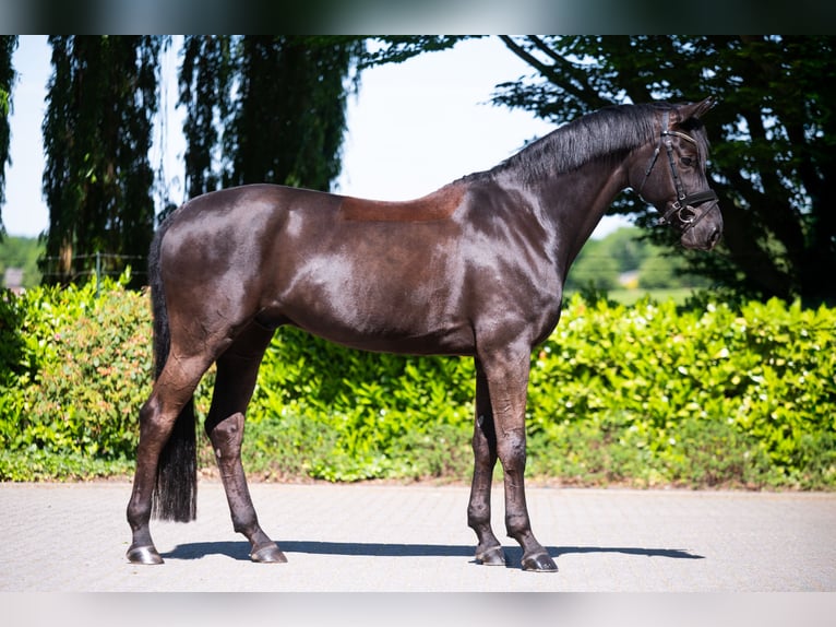 Hanoverian Gelding 8 years 16,3 hh in Puth