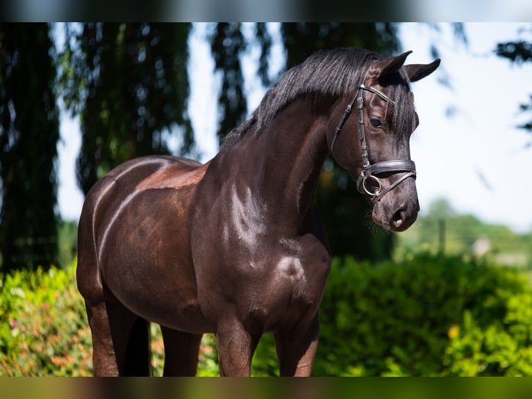 Hanoverian Gelding 8 years 16,3 hh Smoky-Black in Puth