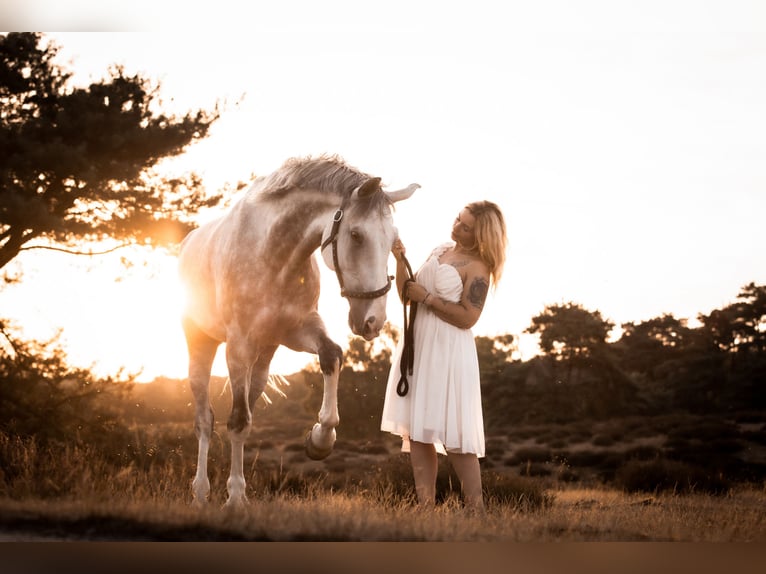 Hanoverian Gelding 8 years 17,1 hh Gray in Gladbeck