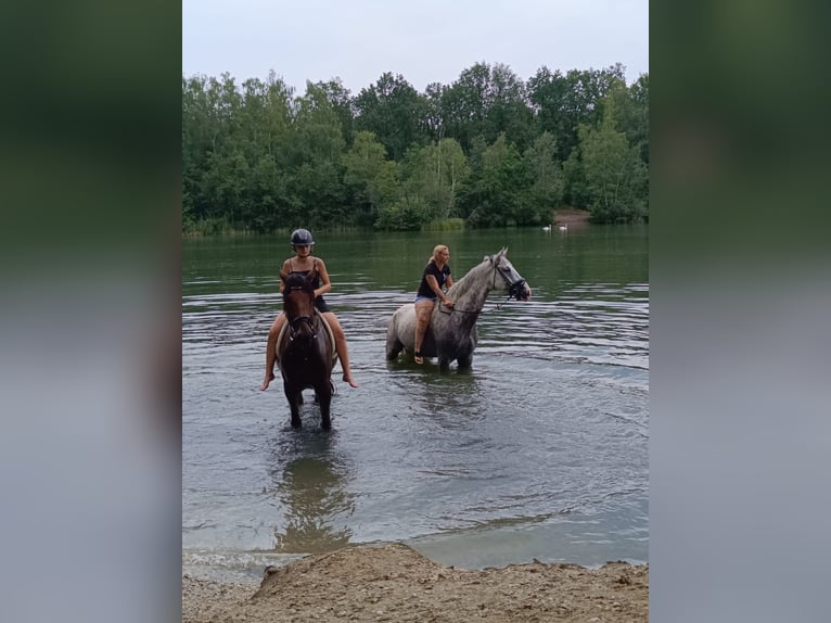 Hanoverian Gelding 8 years 17,1 hh Gray in Gladbeck