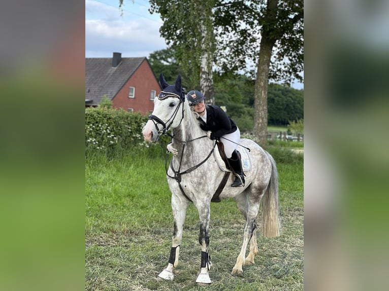 Hanoverian Gelding 8 years 17,1 hh Gray in Gladbeck