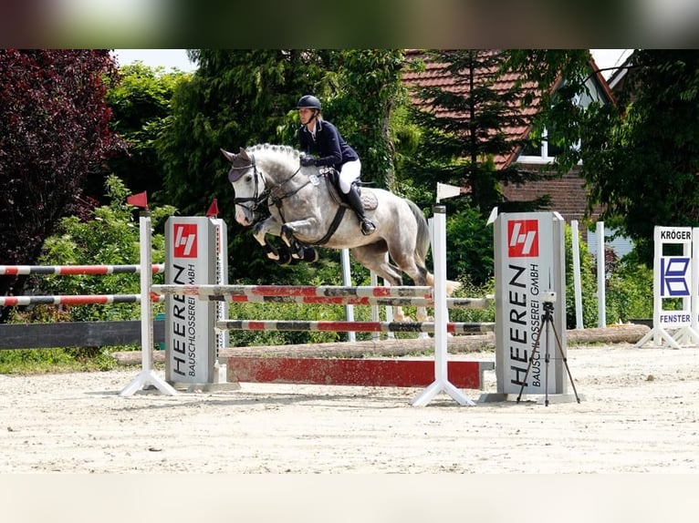 Hanoverian Gelding 8 years 17,1 hh Gray in Gladbeck