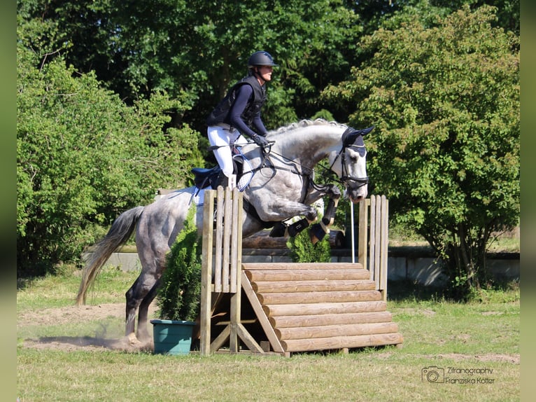 Hanoverian Gelding 8 years 17,1 hh Gray in Gladbeck