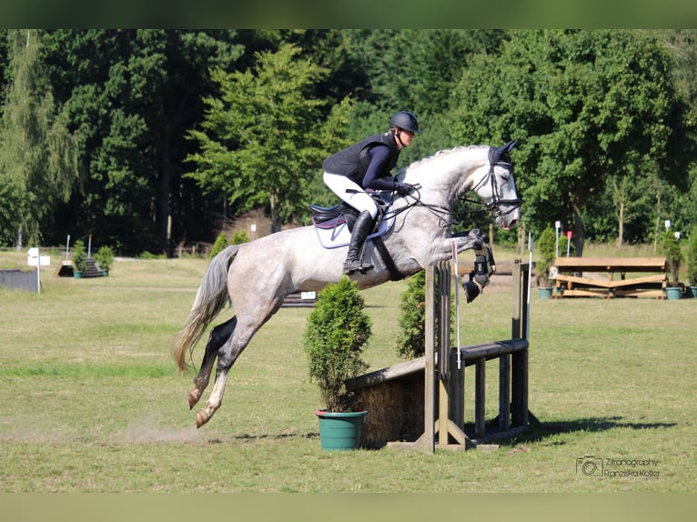 Hanoverian Gelding 8 years 17,1 hh Gray in Gladbeck