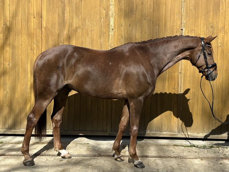 Hanoverian Gelding 8 years 17,2 hh Chestnut in Osterholz-Scharmbeck