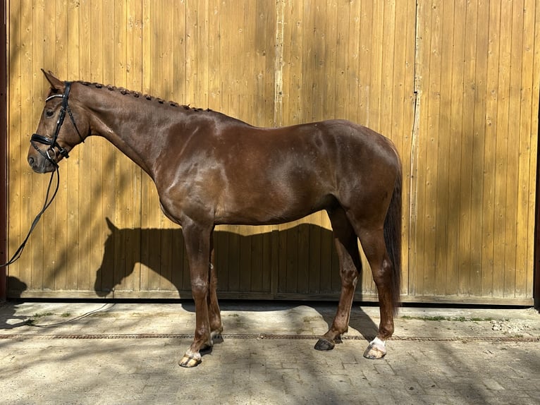 Hanoverian Gelding 8 years 17,2 hh Chestnut in Osterholz-Scharmbeck
