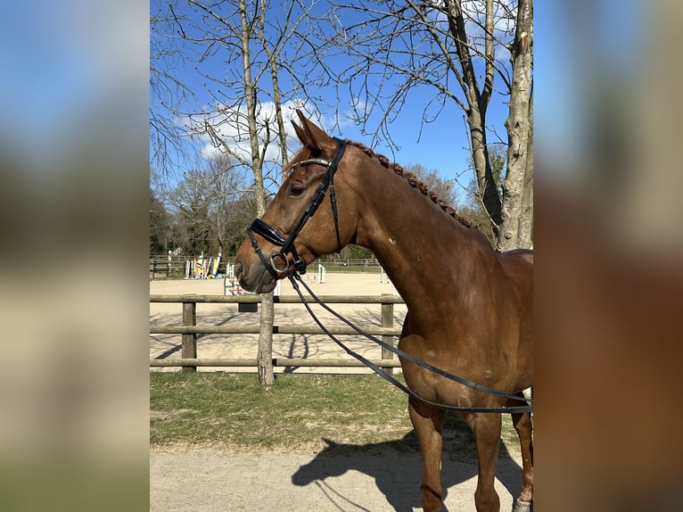 Hanoverian Gelding 8 years 17,2 hh Chestnut in Osterholz-Scharmbeck