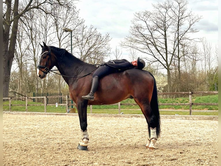 Hanoverian Gelding 8 years 17.3 hh Bay-Dark in Kempen