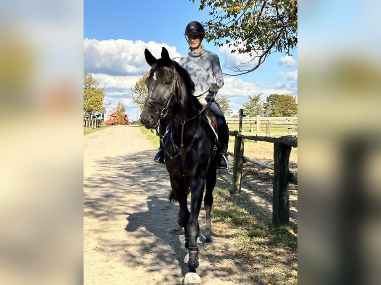 Hanoverian Gelding 8 years 17,3 hh Black in Grevenbroich