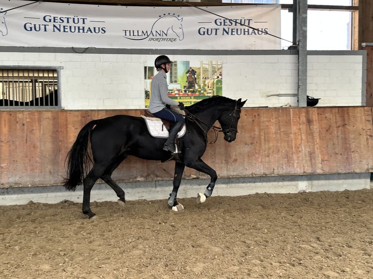 Hanoverian Gelding 8 years 17,3 hh Black in Grevenbroich