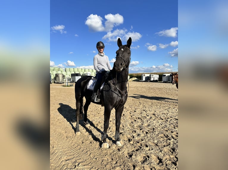 Hanoverian Gelding 8 years 17,3 hh Black in Grevenbroich