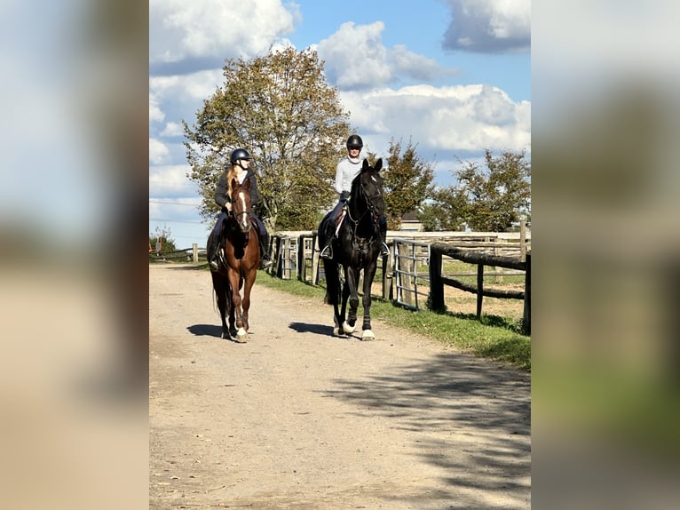 Hanoverian Gelding 8 years 17,3 hh Black in Grevenbroich