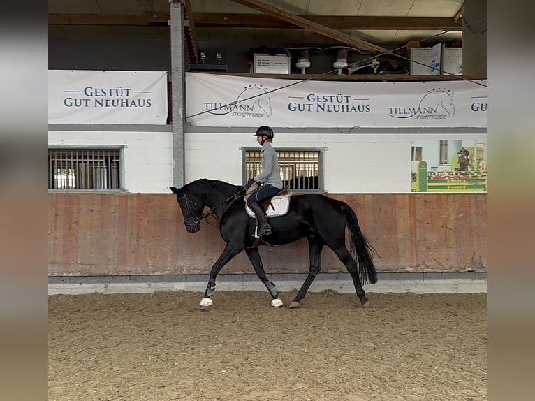 Hanoverian Gelding 8 years 17,3 hh Black in Grevenbroich