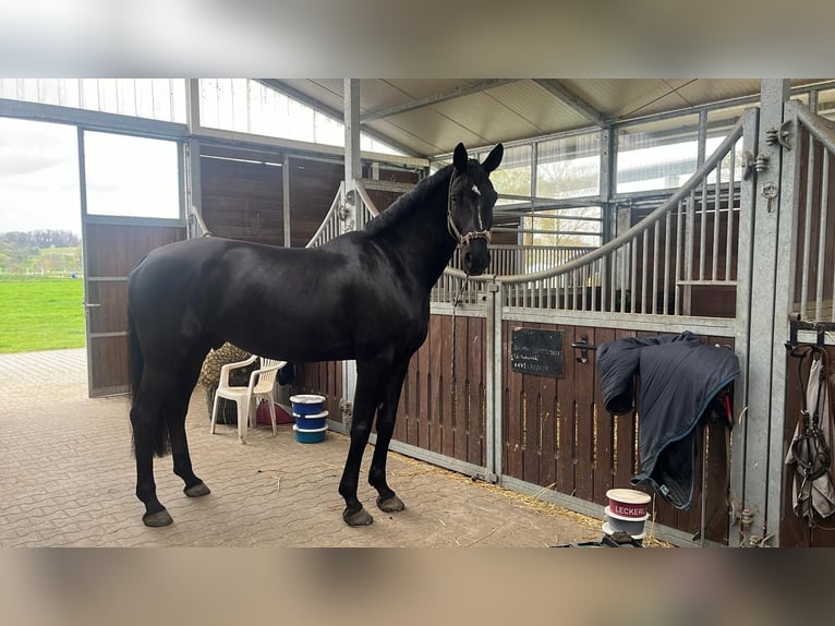 Hanoverian Gelding 8 years 17,3 hh Black in Grevenbroich