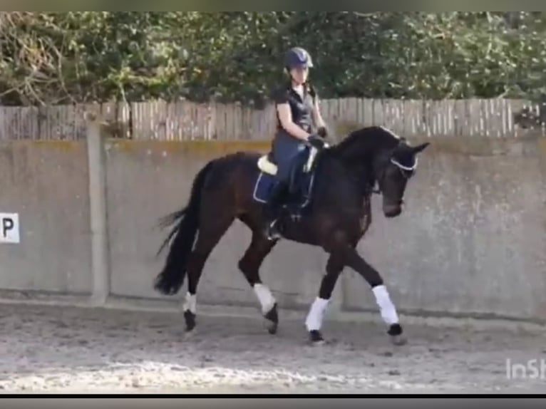 Hanoverian Gelding 8 years 17 hh Bay-Dark in Duingen