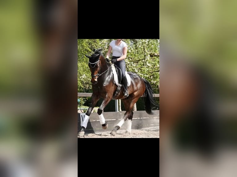 Hanoverian Gelding 8 years 17 hh Bay-Dark in Duingen