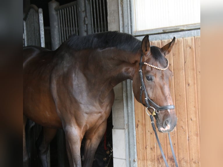 Hanoverian Gelding 8 years 17 hh Bay-Dark in Winh&#xF6;ring