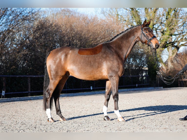 Hanoverian Gelding 8 years 17 hh Bay-Dark in Güby