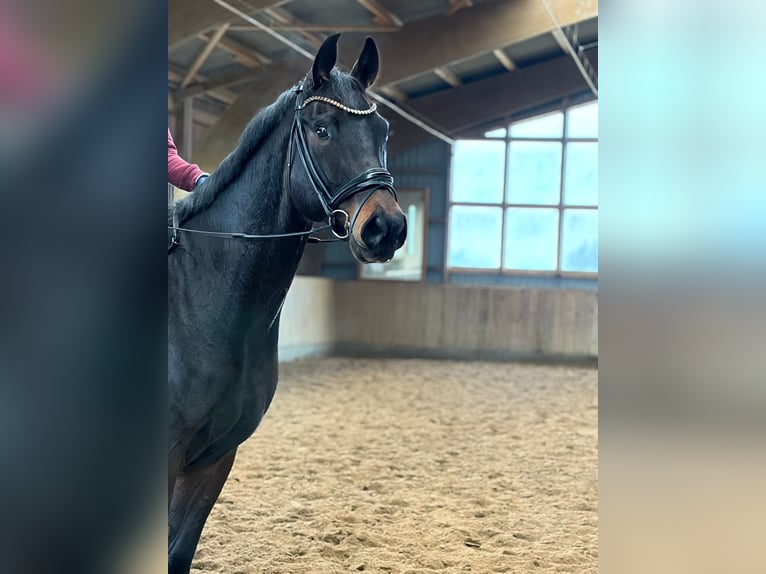 Hanoverian Gelding 8 years 17 hh Bay-Dark in Achtrup