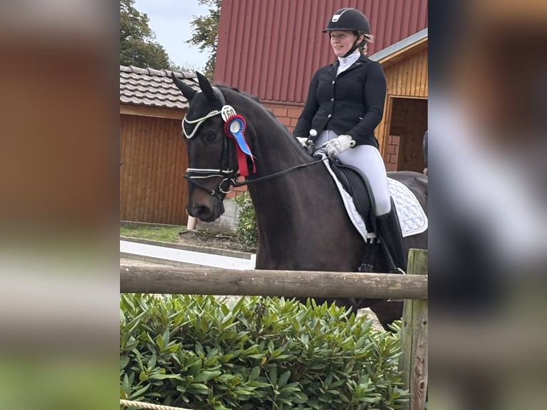 Hanoverian, Gelding, 8 years, 17 hh, Bay-Dark