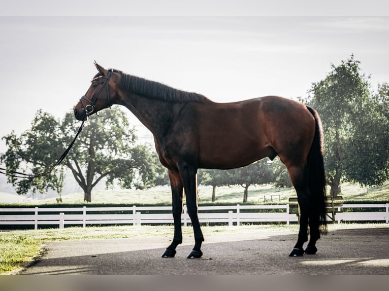 Hanoverian Gelding 8 years 17 hh Bay-Dark in Wangen im Allgäu
