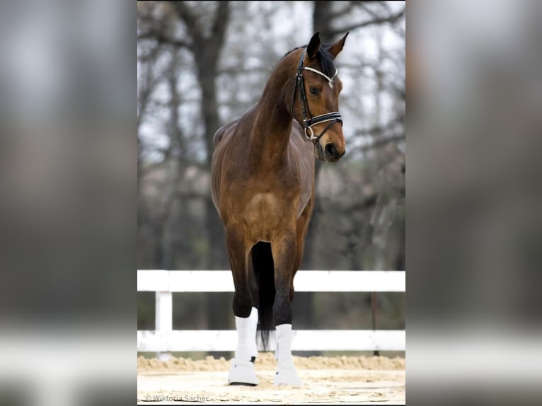 Hanoverian Gelding 8 years 17 hh Bay in Szczecin